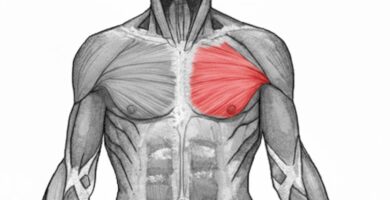 Ejercicios para Pectoral Mayor