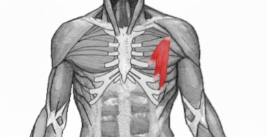 Ejercicios para Pectoral Menor