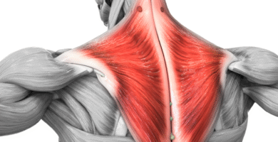 Ejercicios para el Trapecio