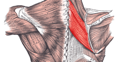 Ejercicios para fortalecer el Romboide