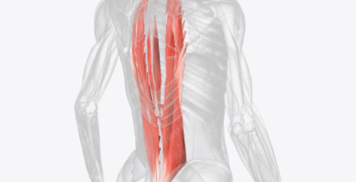 Ejercicios para los Erectores Espinales